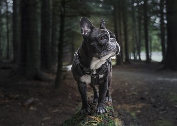 Revolutionizing Continuous Delivery: A Closer Look at Harness