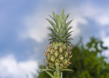 Exploring Hawaii: A Paradise Found in the Pacific