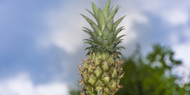 Exploring Hawaii: A Paradise Found in the Pacific