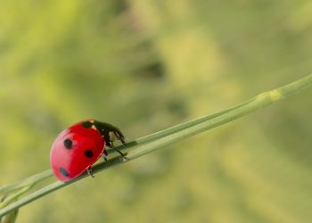 The Secret to Flawless Silhouettes: Unveiling the Power of Control Tops