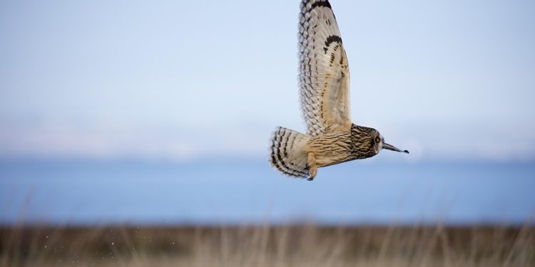 Shorts vs. Skirts: Which One Reigns Supreme in Summer?