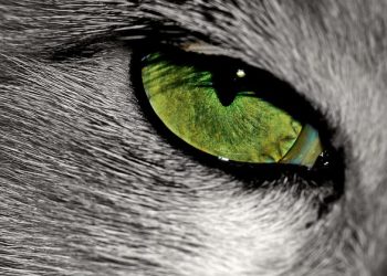 The Science Behind Hair Cutting: Understanding the Basics