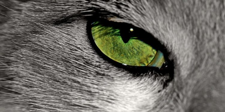 The Science Behind Hair Cutting: Understanding the Basics