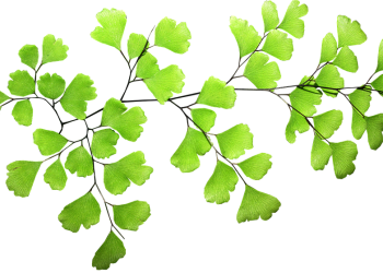 Celebrity-Inspired Haircuts: Get the Look of Your Favorite Stars