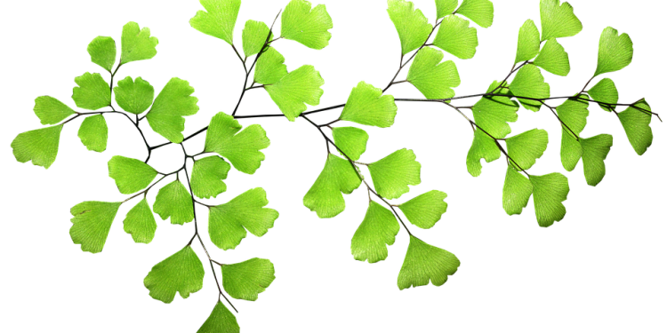 Celebrity-Inspired Haircuts: Get the Look of Your Favorite Stars