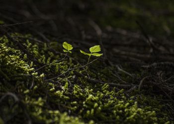 Breaking News: New Arrival Revolutionizes the Beauty Industry