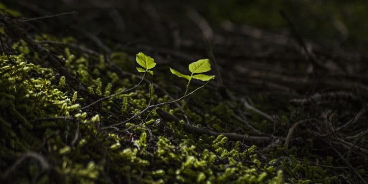 Breaking News: New Arrival Revolutionizes the Beauty Industry