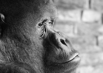 The Changing Paradigm of Male Power: Embracing Diverse Masculinities