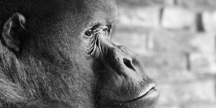 The Changing Paradigm of Male Power: Embracing Diverse Masculinities