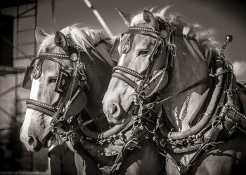 Harness: The Cutting-Edge Platform Redefining Continuous Integration