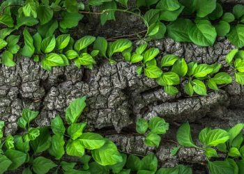 Unpacking the History of Trunks: From Classic to Contemporary