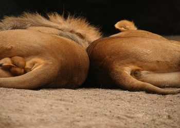 The Fluidity of Gender: Exploring the Spectrum Beyond Male and Female