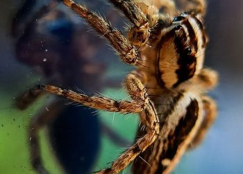 Dive into a World of Passion with Magic Silk’s Erotic Collection