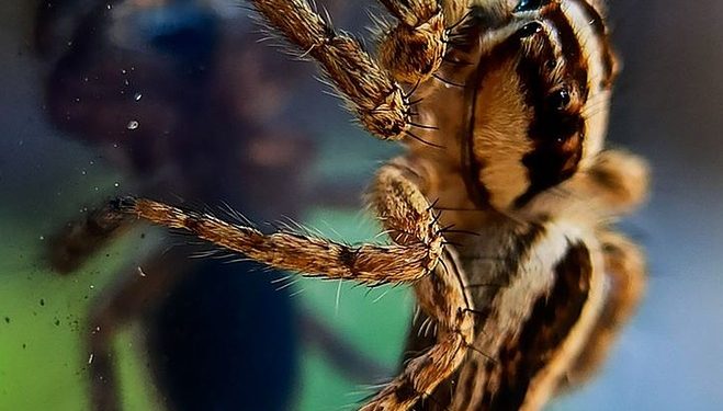 Dive into a World of Passion with Magic Silk’s Erotic Collection