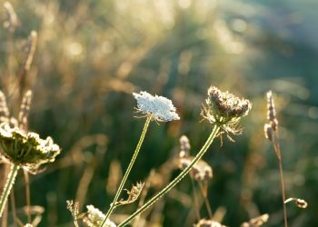 Amman’s Modern Renaissance: Exploring the Vibrant Capital of Jordan