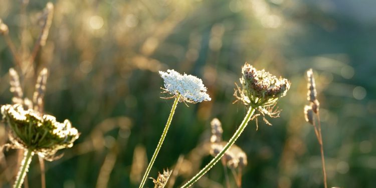 Amman’s Modern Renaissance: Exploring the Vibrant Capital of Jordan