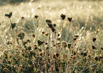 Petra: Unveiling the Secrets of Jordan’s Ancient City