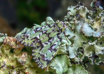 Wadi Rum: An Adventure Lover’s Paradise in Jordan