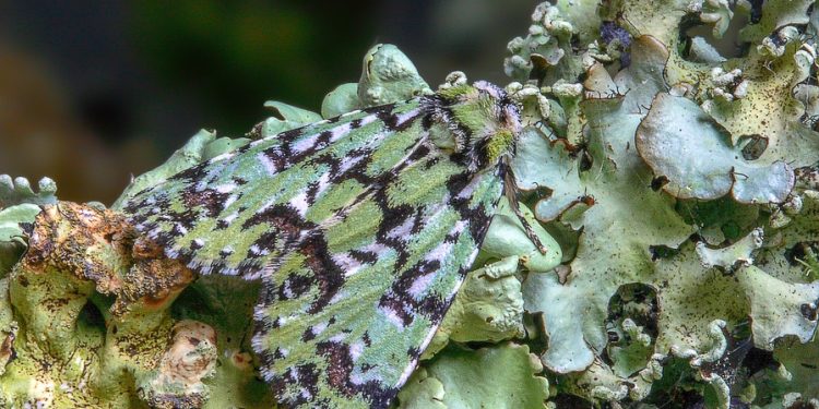 Wadi Rum: An Adventure Lover’s Paradise in Jordan