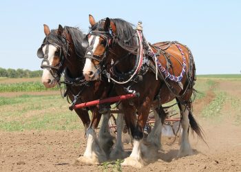 Transforming the way Enterprises Deploy and Release Software: Meet Harness