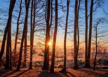 From Travel Necessity to Fashion Statement: How Trunks Have Transformed