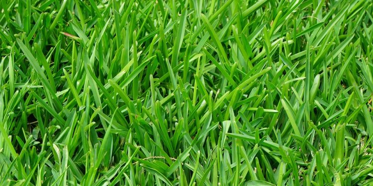 Sustainable Shorts: Eco-Friendly Options for Conscious Fashionistas