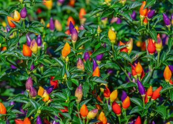 The Thrill of Spice: Embracing the Sensational Appeal of Pikante Foods