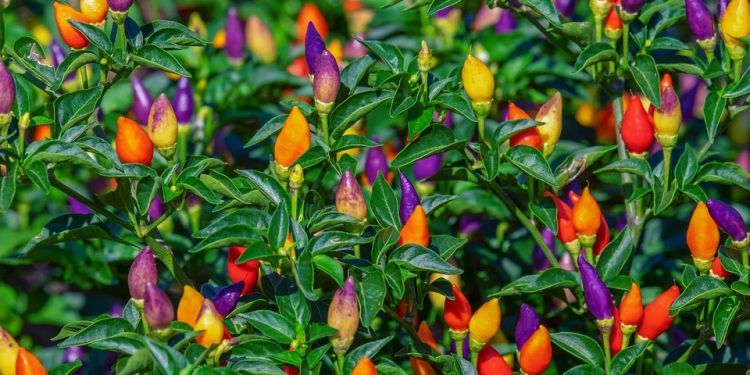 The Thrill of Spice: Embracing the Sensational Appeal of Pikante Foods