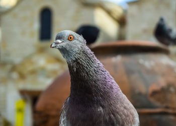 Why Square Necklines are Dominating the Fashion Scene