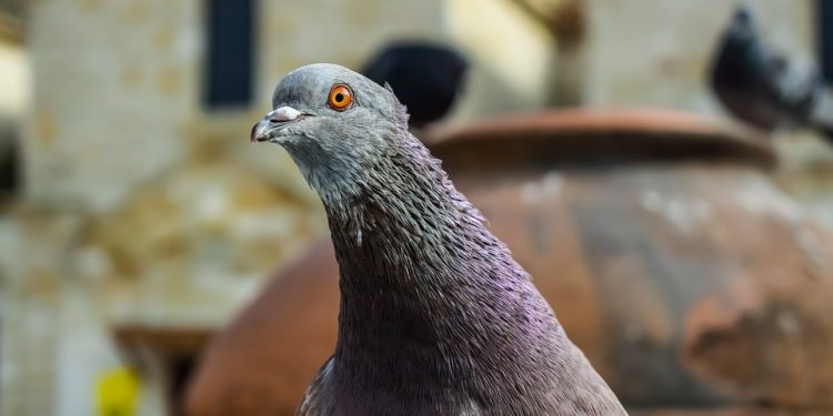 Why Square Necklines are Dominating the Fashion Scene