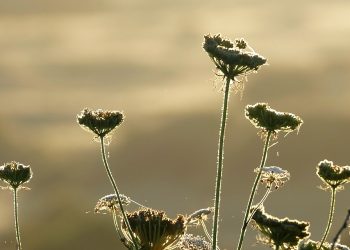 Jordan’s Rich Cultural Heritage: Unearthing the History and Traditions