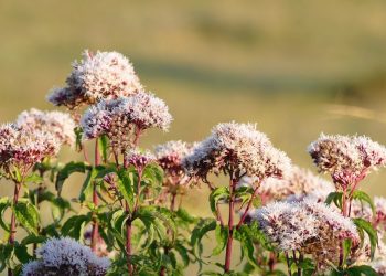 Jordan’s Desert Castles: A Journey through Time and Architecture