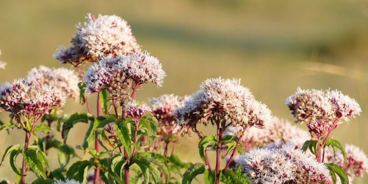 Jordan’s Desert Castles: A Journey through Time and Architecture