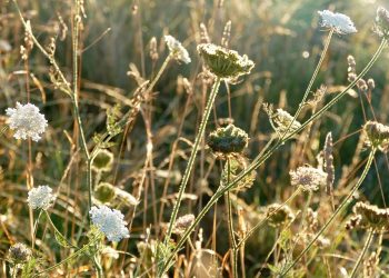 Diving into the Red Sea: Exploring Jordan’s Spectacular Underwater World
