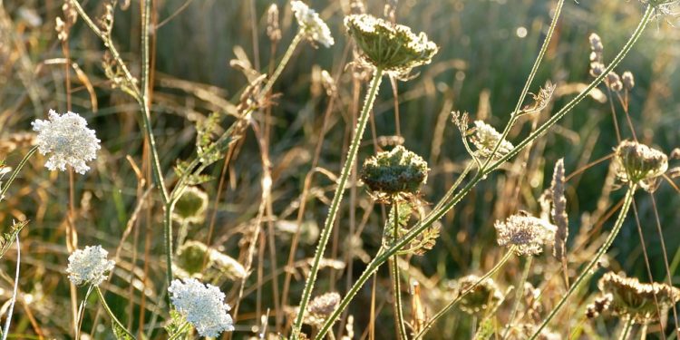 Diving into the Red Sea: Exploring Jordan’s Spectacular Underwater World