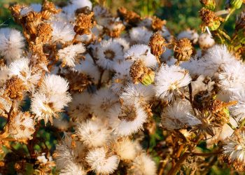 The Dead Sea: A Natural Wonder and Health Retreat in Jordan