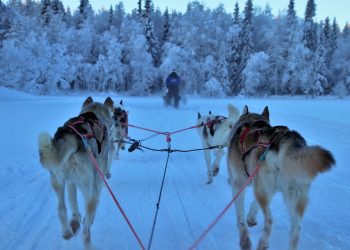 Achieving Effortless Continuous Delivery with Harness