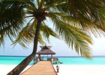 The Legacy of Unico: How This Forgotten Gem Continues to Inspire New Generations