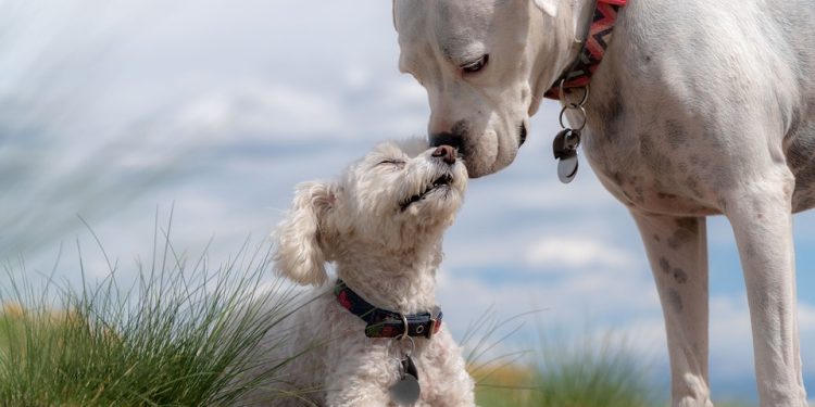 Rising Stars: Meet the Next Generation of Boxing Phenoms