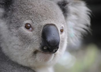 Leggings: A Fashion Revolution or a Passing Fad?