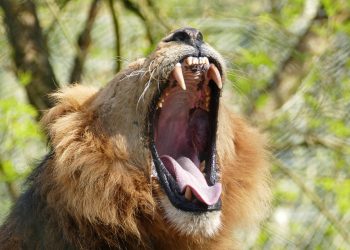 Unlocking the Untapped Potential: How Society Can Benefit from Male Power