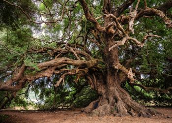 Trunks Across Cultures: Uncovering the Symbolism and Stories Behind Ancient Chests