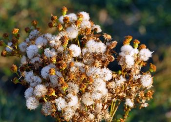 The Elusive Pink Desert: Discovering the Unique Charm of Wadi Al-Quinn