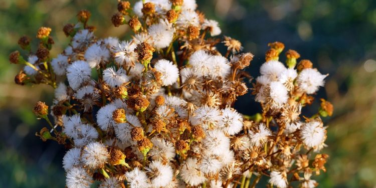 The Elusive Pink Desert: Discovering the Unique Charm of Wadi Al-Quinn